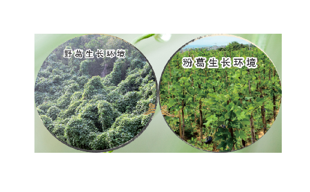 高學歷養(yǎng)生黨親測：這款雙有機野生葛根粉，憑什么成日常優(yōu)選？?