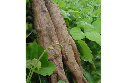 長期吃葛粉是養(yǎng)生還是傷身？科學(xué)解讀它的三大益處，讓你吃得更明白！