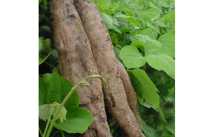 葛粉是什么？解鎖這份藏著千年文化與養(yǎng)生智慧的天然食材